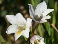 Freesia leichtlinii