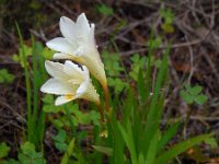 Freesia refracta 3, Saxifraga-Ed Stikvoort