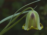 Fritillaria acmopetala 2, Saxifraga-Willem van Kruijsbergen