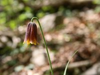 Fritillaria drenkovskii 2, Saxifraga-Dirk Hilbers