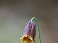 Fritillaria drenkovskii 3, Saxifraga-Dirk Hilbers