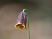 Fritillaria drenkovskii 4, Saxifraga-Dirk Hilbers