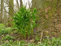 Fritillaria imperialis 8, Keizerskroon, Saxifraga-Hans Grotenhuis