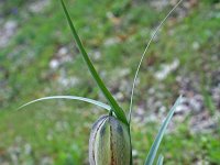 Fritillaria involucrata 4, Saxifraga-Jeroen Willemsen