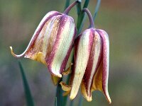 Fritillaria lusitanica 11, Saxifraga-Jan van der Straaten