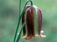 Fritillaria lusitanica 9, Saxifraga-Jan van der Straaten