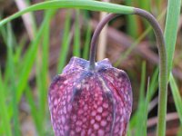 Fritillaria meleagris 12, Wilde kievitsbloem, Saxifraga-Jasenka Topic