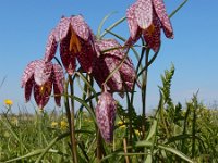 Fritillaria meleagris 15, Wilde kievitsbloem, Saxifraga-Ed Stikvoort