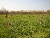 Fritillaria meleagris 17, Wilde kievitsbloem, Saxifraga-Dirk Hilbers