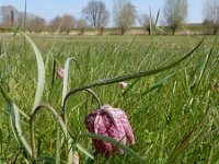 Fritillaria meleagris 17, Wilde kievitsbloem, Saxifraga-Ed Stikvoort