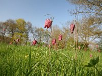 Fritillaria meleagris 19, Wilde kievitsbloem, Saxifraga-Dirk Hilbers