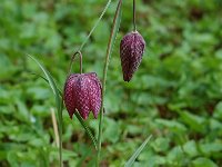 Fritillaria meleagris 2, Wilde kievitsbloem, Saxifraga-Willem van Kruijsbergen