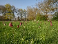 Fritillaria meleagris 21, Wilde kievitsbloem, Saxifraga-Dirk Hilbers