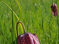 Fritillaria meleagris 23, Wilde kievitsbloem, Saxifraga-Jeroen Willemsen