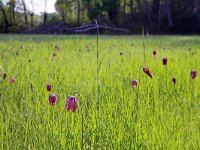 Fritillaria meleagris 24, Wilde kievitsbloem, Saxifraga-Jeroen Willemsen