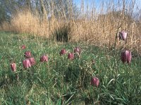 Fritillaria meleagris 3, Wilde kievitsbloem, Saxifraga-Hans Dekker