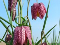 Fritillaria meleagris 30, Wilde kievitsbloem, Saxifraga-Ed Stikvoort