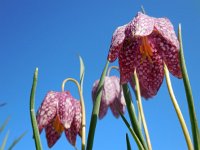 Fritillaria meleagris 31, Wilde kievitsbloem, Saxifraga-Ed Stikvoort