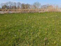 Fritillaria meleagris 34, Wilde kievitsbloem, Saxifraga-Ed Stikvoort