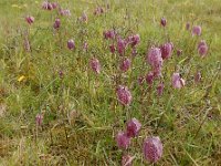 Fritillaria meleagris 38, Wilde kievitsbloem, Saxifraga-Ed Stikvoort