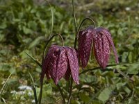 Fritillaria meleagris 4, Wilde kievitsbloem, Saxifraga-Willem van Kruijsbergen