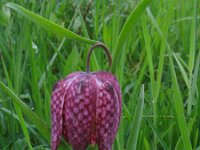 Fritillaria meleagris 40, Wilde kievitsbloem, Saxifraga-Jasenka Topic