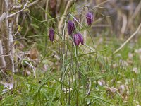 Fritillaria meleagris 45, Wilde kievitsbloem, Saxifraga-Jan Nijendijk