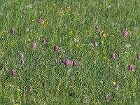 Fritillaria meleagris 49, Wilde kievitsbloem, Saxifraga-Hans Dekker