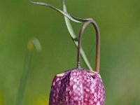 Fritillaria meleagris 50, Wilde kievitsbloem, Saxifraga-Hans Dekker