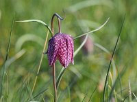 Fritillaria meleagris 52, Wilde kievitsbloem, Saxifraga-Hans Dekker