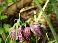 Fritillaria meleagris 8, Wilde kievitsbloem, Saxifraga-Branko Bakan