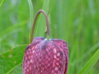 Fritillaria meleagris 9, Wilde kievitsbloem, Saxifraga-Jasenka Topic