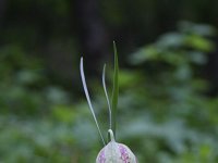 Fritillaria messanensis 10, Saxifraga-Dirk Hilbers