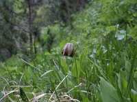 Fritillaria messanensis 8, Saxifraga-Dirk Hilbers