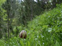 Fritillaria messanensis 9, Saxifraga-Dirk Hilbers