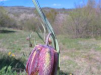 Fritillaria messanensis ssp gracilis 3, Saxifraga-Jasenka Topic