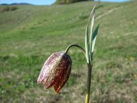 Fritillaria messanensis ssp gracilis 4, Saxifraga-Jasenka Topic