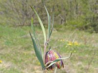 Fritillaria messanensis ssp gracilis 5, Saxifraga-Jasenka Topic