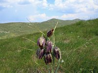 Fritillaria orientalis 2, Saxifraga-Jeroen Willemsen