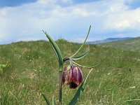 Fritillaria orientalis 3, Saxifraga-Jeroen Willemsen