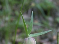 Fritillaria pontica 5, Saxifraga-Dirk Hilbers