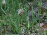 Fritillaria pontica 6, Saxifraga-Dirk Hilbers