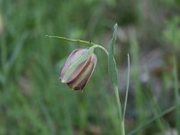 Fritillaria pontica 7, Saxifraga-Dirk Hilbers