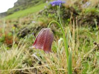 Fritillaria pyrenaica 3, Saxifraga-Rutger Barendse