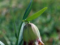 Frittillaria theoprasti 4, Saxifraga-Jan van der Straaten