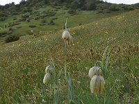 Fritillaria thessala 2, Saxifraga-Harry Jans