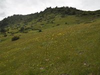 Fritillaria thessala 3, habitat, Saxifraga-Harry Jans