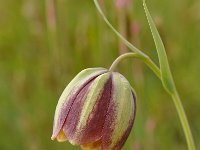 Fritillaria thessala 4, Saxifraga-Harry Jans