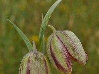 Fritillaria thessala 5, Saxifraga-Harry Jans