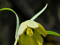 Fritillaria thessala 8, Saxifraga-Harry Jans